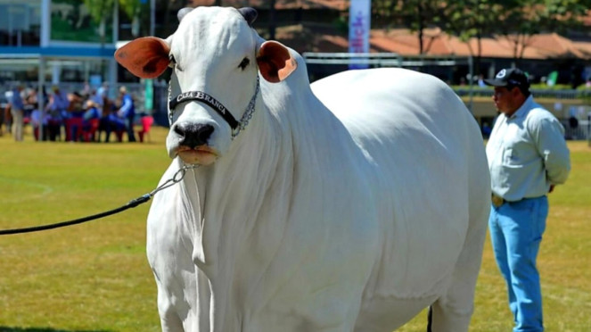 Sapi Viatina-19 asal Brasil