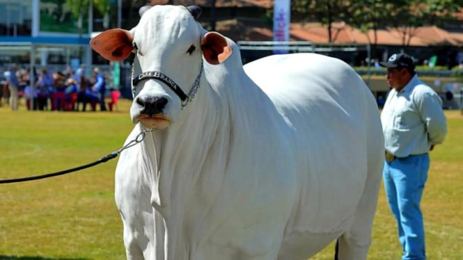 Harga Sapi Ini Setara Beli 3 Lamborghini Cuma Sultan yang Berani Bayar
