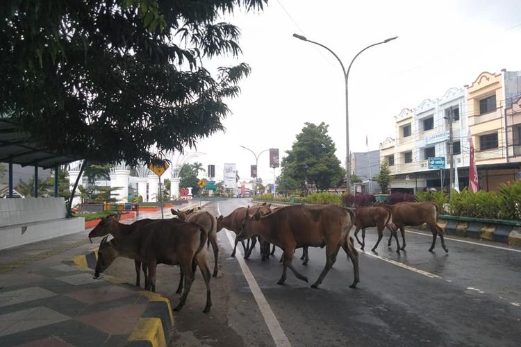safety riding, tips touring, hewan menyeberang, sapi menyeberang, ancaman pengendara, Video Petaka Balap Liar Tabrak Sapi yang Menyeberang