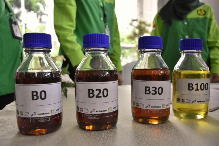 biodiesel, Toyota Eco Youth, energi terbarukan, Buah simpalak, Inovasi Buah Simpalak Jadi Sumber Energi Terbarukan