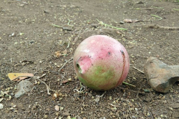 biodiesel, Toyota Eco Youth, energi terbarukan, Buah simpalak, Inovasi Buah Simpalak Jadi Sumber Energi Terbarukan