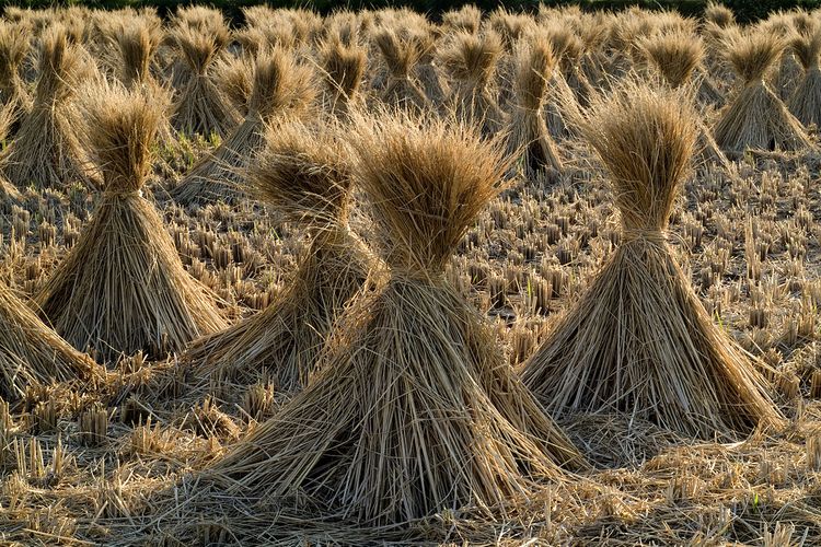 etanol, sumber, limbah pertanian, Ragam Sumber Etanol untuk BBM Ramah Lingkungan di Indonesia