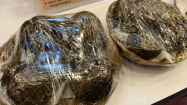 Array,Unik! Buah Pengusir Tikus Ini Disulap Siswa SMA Jadi Bahan Bakar