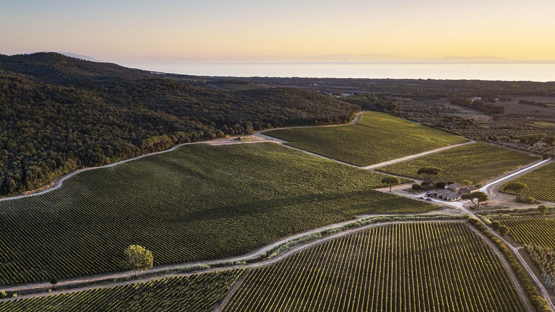 Il Bruciano, le domaine