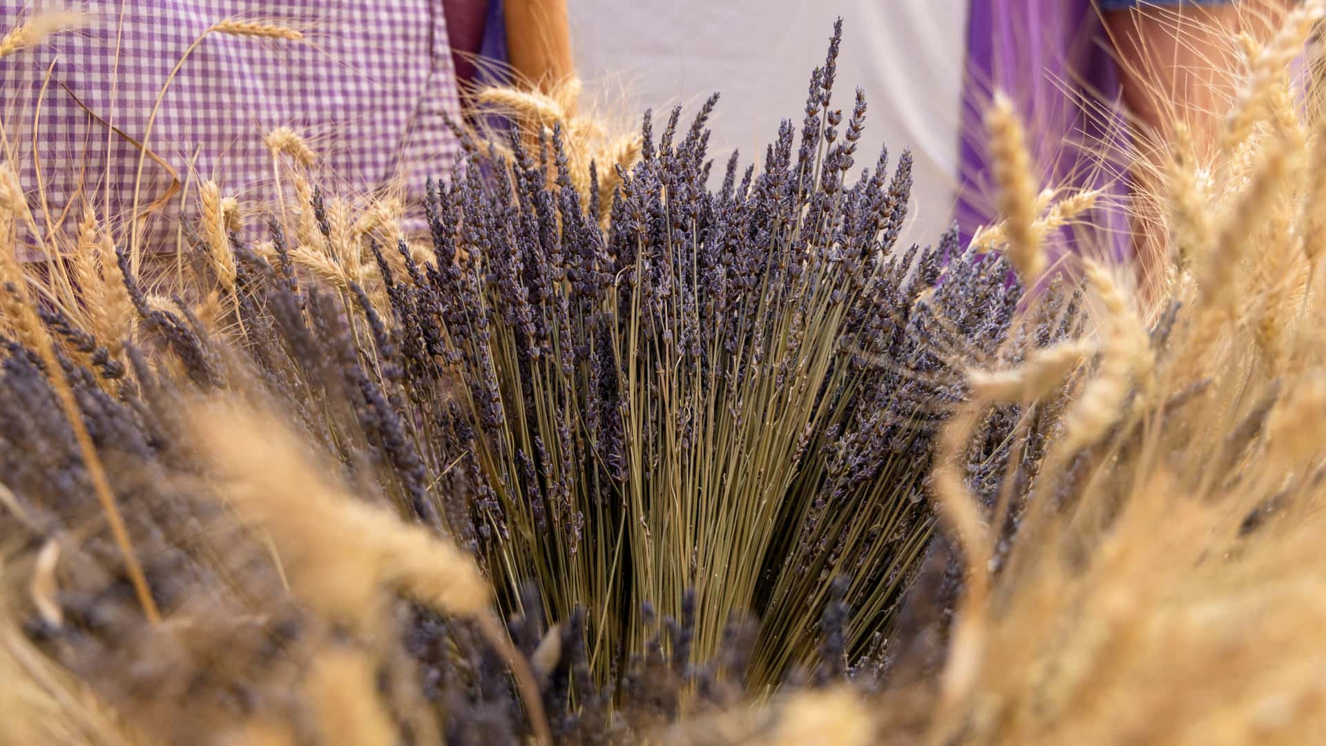<p>La lavanda es el motor económico de la comarca</p>