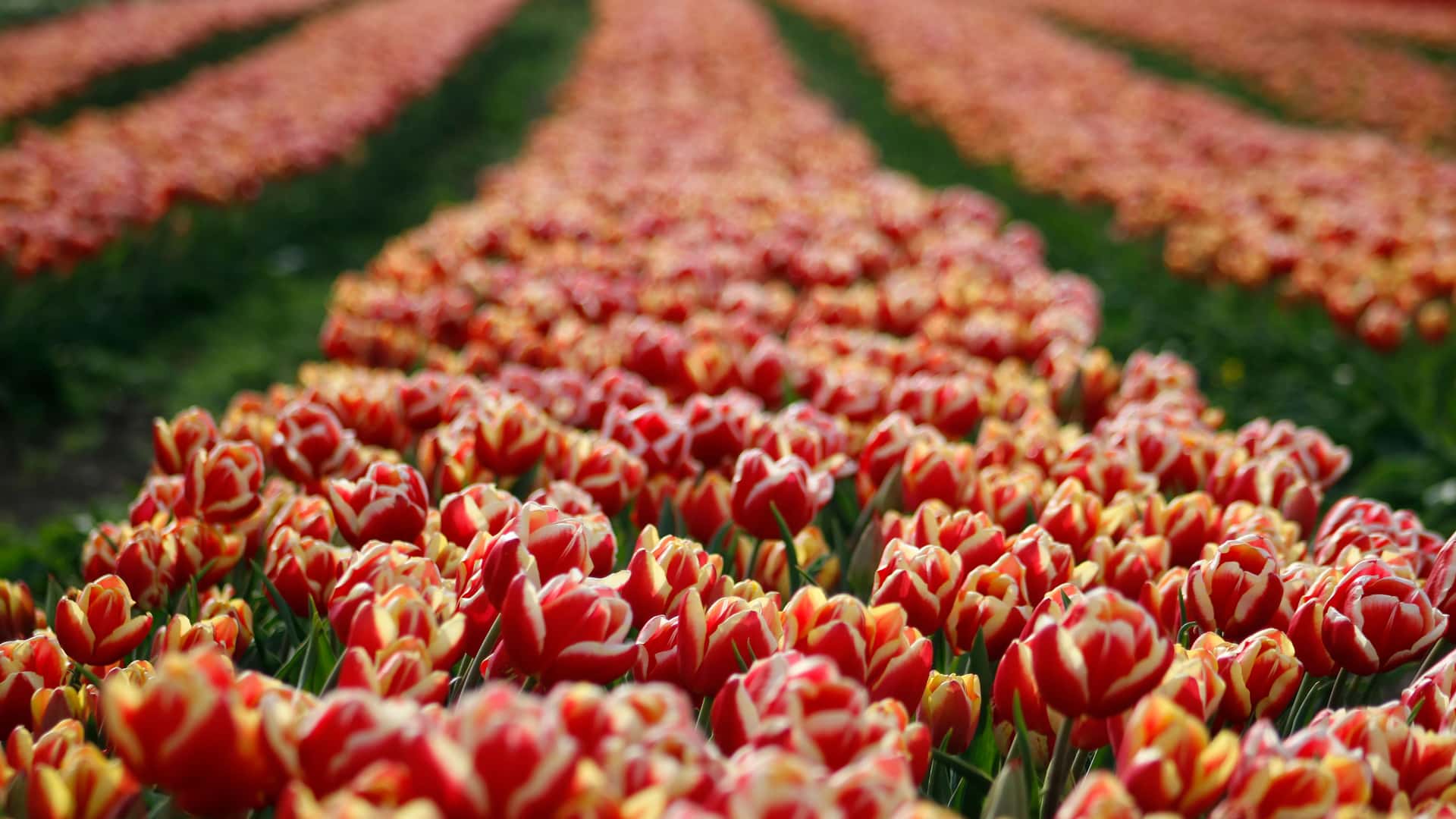 Ford re inauguró la escuela de Paso de Sapo