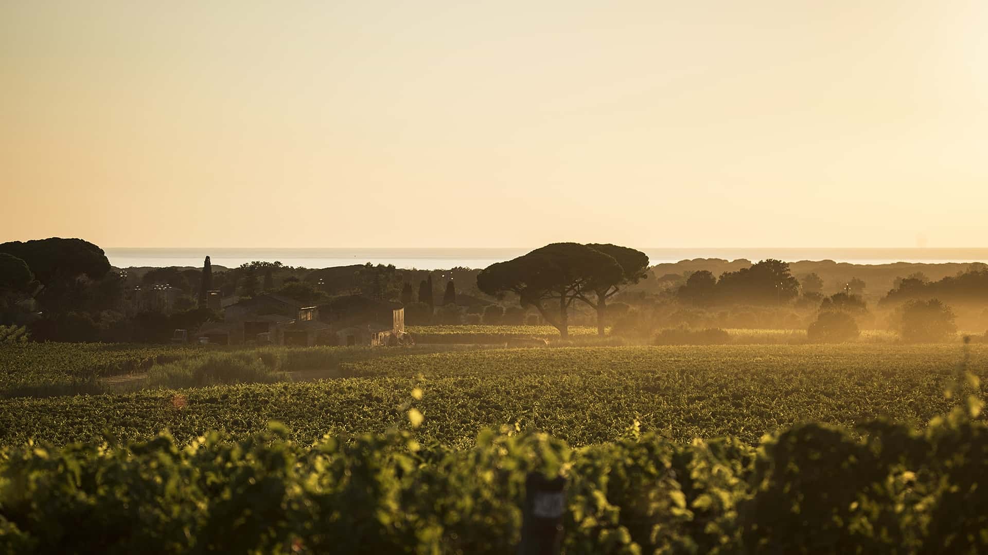 Il Bruciano, le domaine