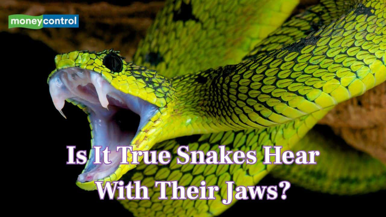 Is it true snakes hear with their jaws? Read 10 fun facts