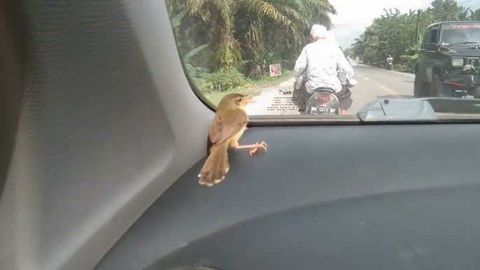 Daftar Binatang yang Sering Masuk ke dalam Mobil, Pahami Cara Mencegahnya