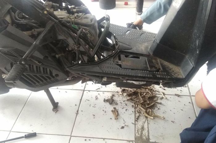 astra honda motor, motor matic, Sarang Tikus di Bodi Motor, Pantas Saja di Bagian Motor Matic Ini Tikus Rawan Membuat Sarang
